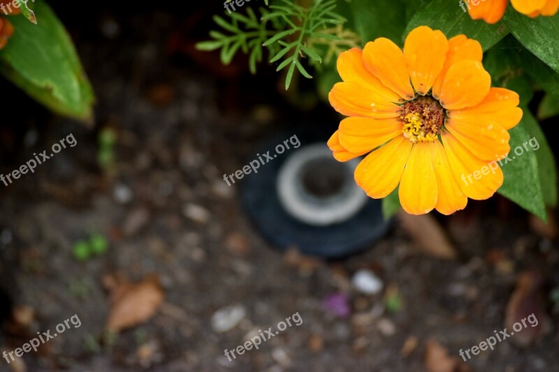 Yellow Flower Zinnia Blooming Blossom