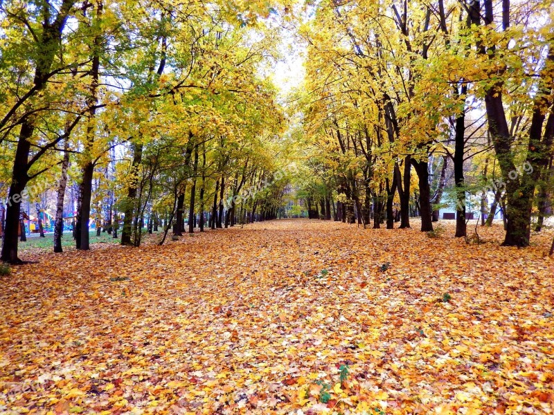 Autumn Leaves Autumn Leaves Yellow Leaves Fall Colors