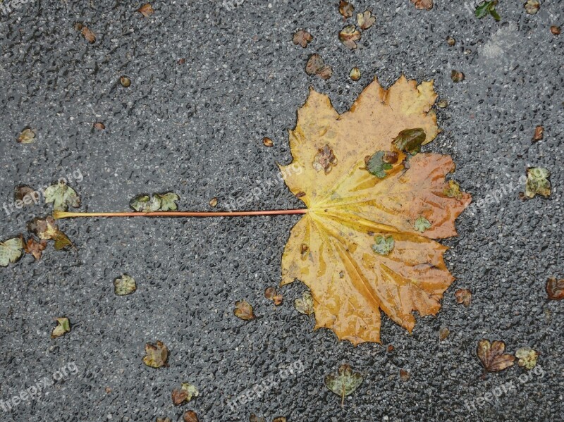 Leaf Asphalt Wet Autumn Fallen