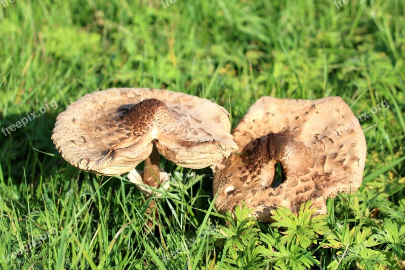 Mushroom Brown Autumn Brown Mushroom Free Photos