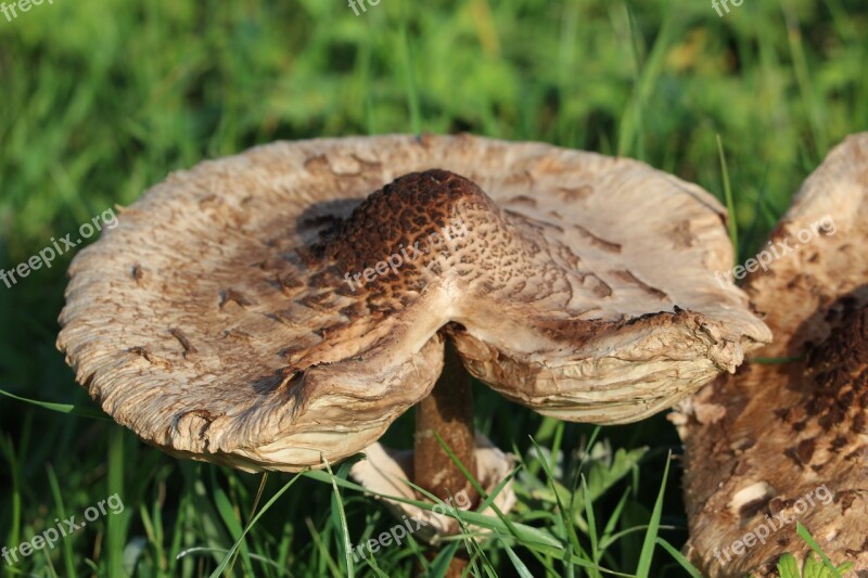 Mushroom Brown Autumn Brown Mushroom Free Photos