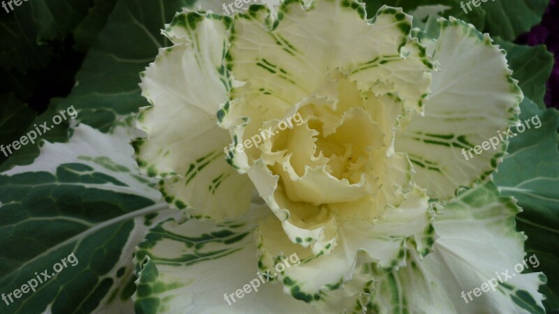 Ornamental Vegetables Leaves Inside Bright Yellow Outdoor