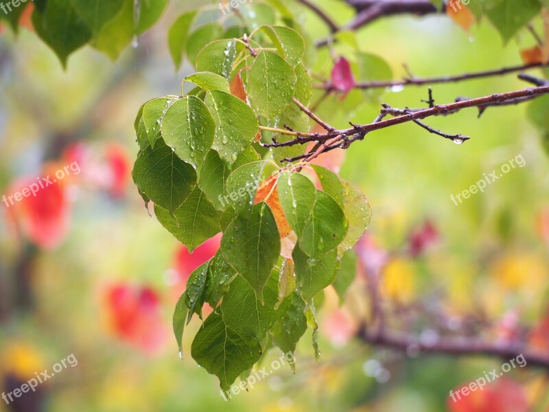 Autumn Color Branch Nature Fall Sunny