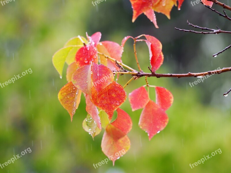 Autumn Color Branch Foliage Sunlight Vibrant