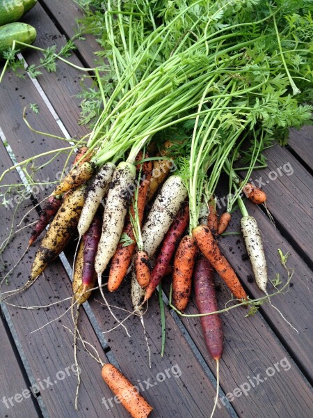 Carrot Carrots Blast Farmers' Markets Mat