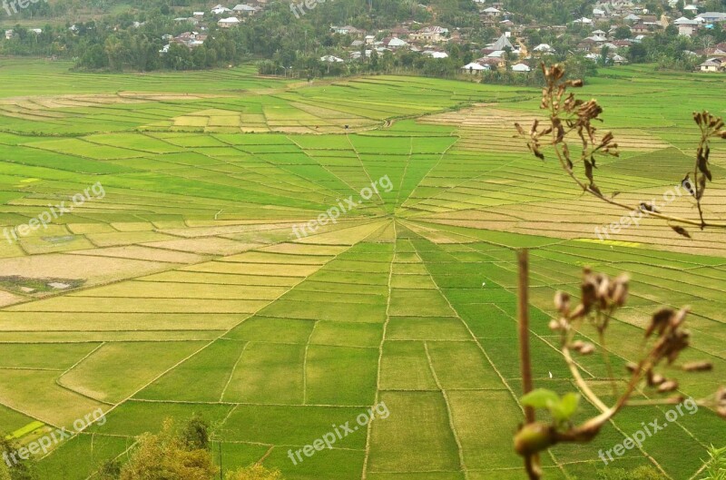 Farmer Agriculture Field Rice Indonesia