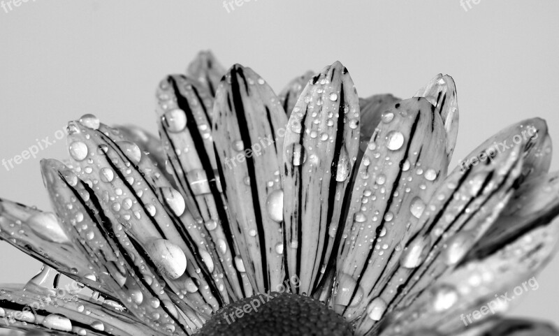 Flower Black White Drip Black And White Nature