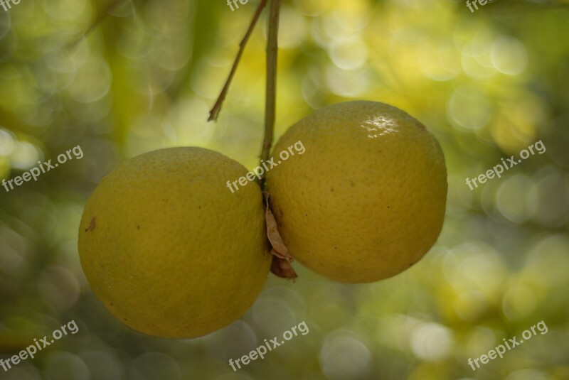 Orange Tree Fruit Citrus Tlapa De Comonfort