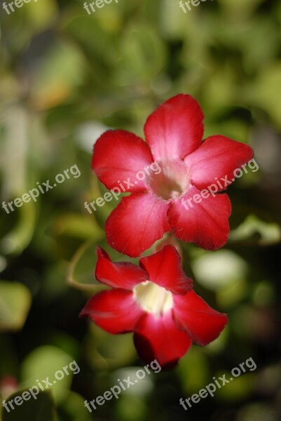 Desert Flower Red Regional Tlapa De Comonfort Gro