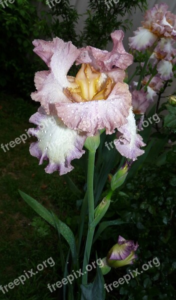 Iris Flower Raindrops Free Photos