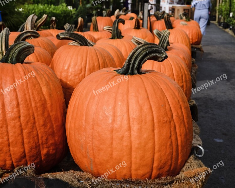 Pumpkin Patch Large Pumpkins In A Row Orange Fall Colors