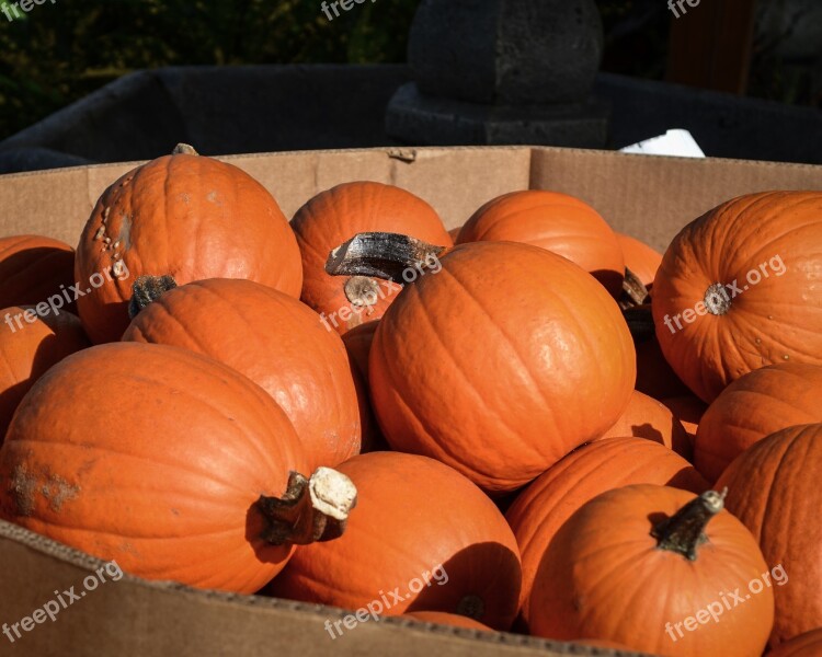 Pumpkins Orange Bold Color Fall Fall Colors