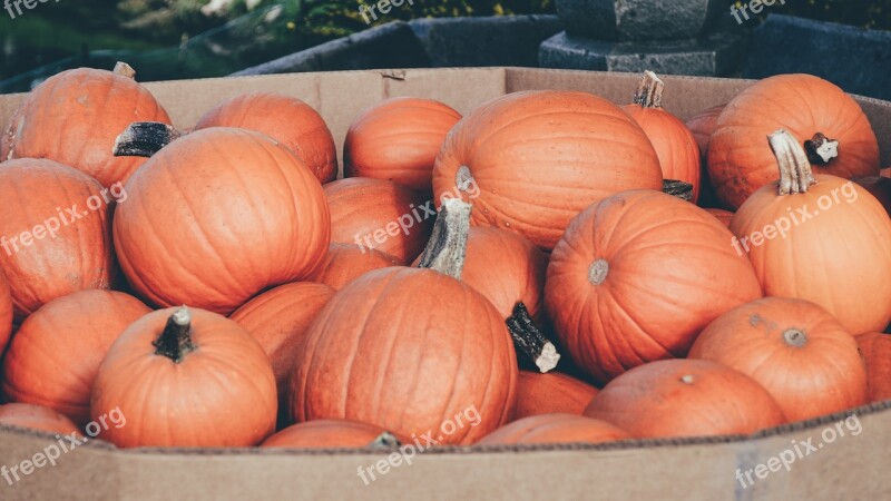 Pumpkins Bunch Pumpkin Patch Orange Fall