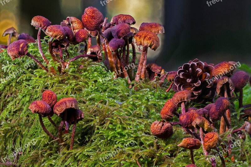 Mushrooms Old Mushrooms Thong Transience Tree Stump