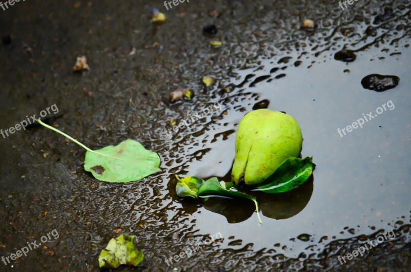 Pear Puddle Water Reflection Puddles