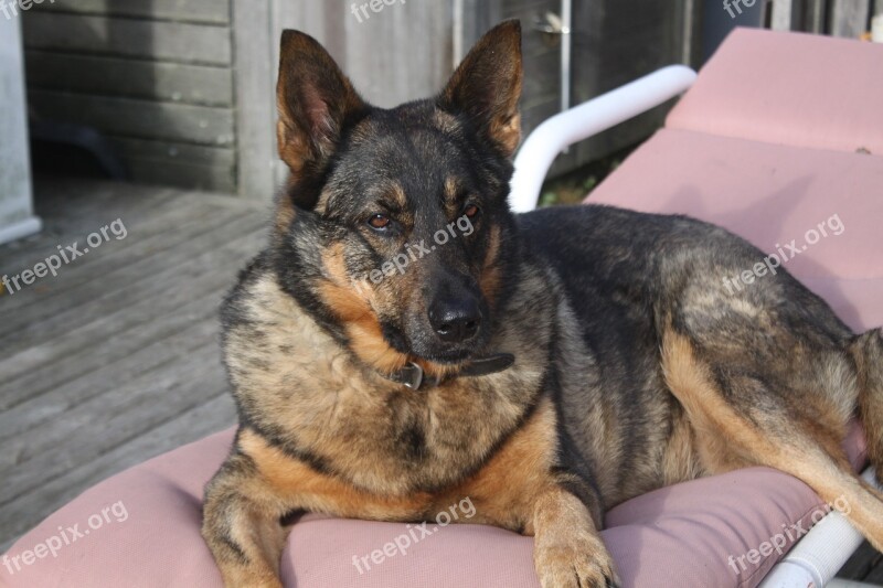 German Shepherd Purebred Dog Portrait Free Photos