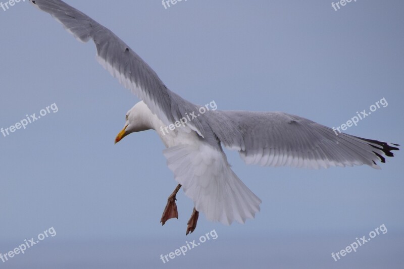 Seabirds Seagull Summer Sea Free Photos