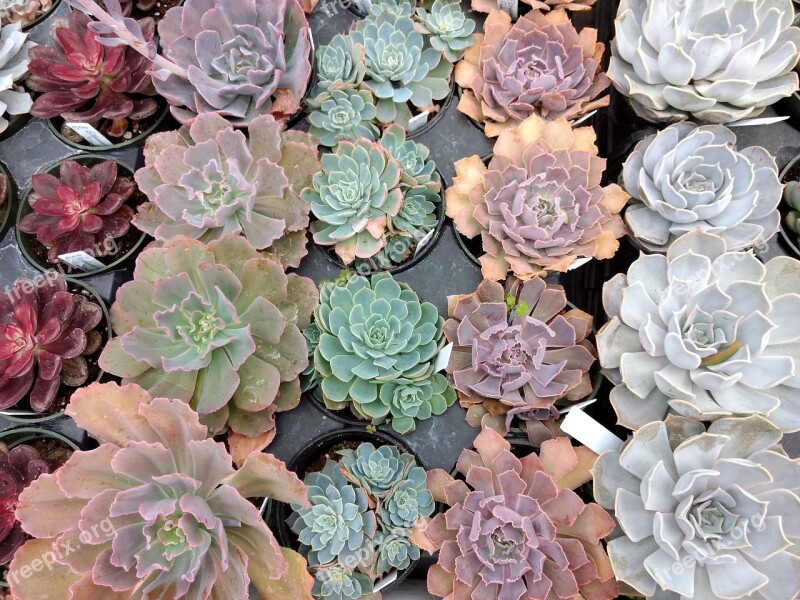 Succulents Echeveria Plants Leaves Gardening