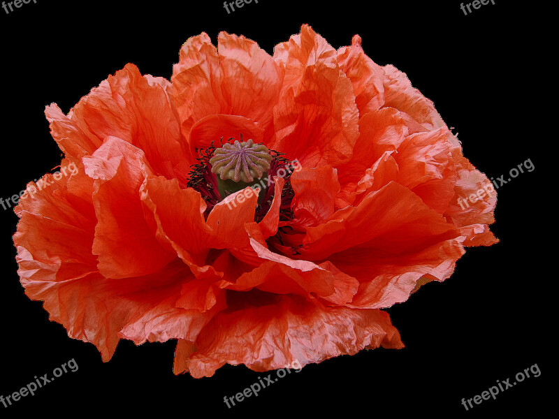 Poppy Red Flowers Transmission Flowers Free Photos