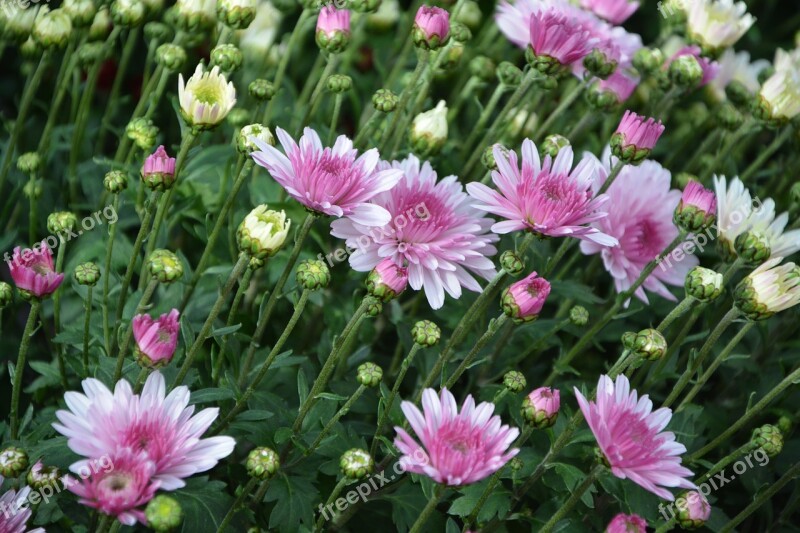 Flowers Flower Green Leaves Color Pink Flowers In The Wind