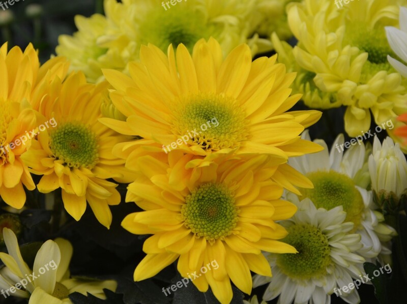 Yellow Flowers Flower Flowers Petals Massif