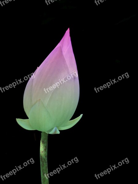 Nice Curve Horn Green Lotus Flower Enhance