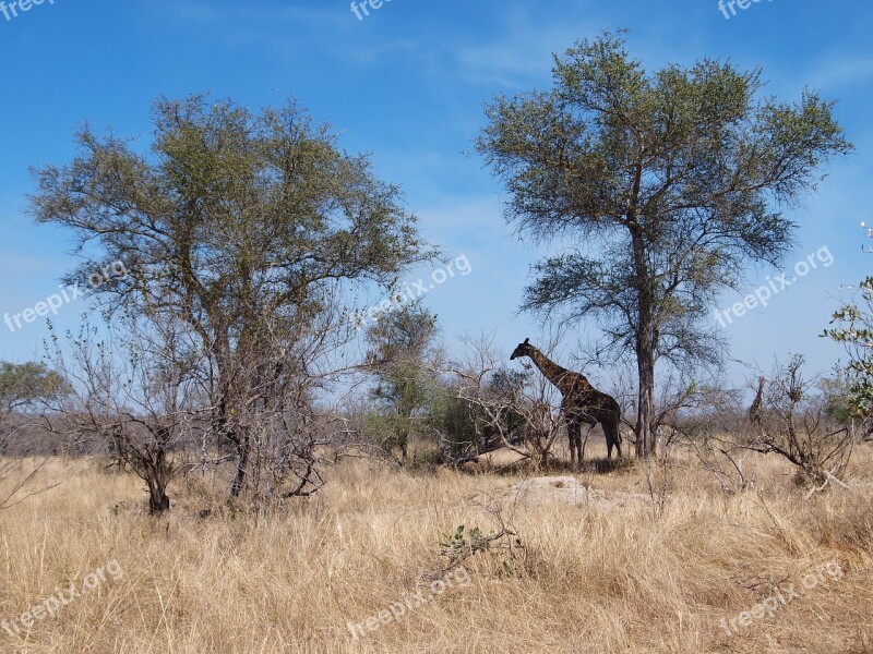 Africa South Africa Tree Safari National Park