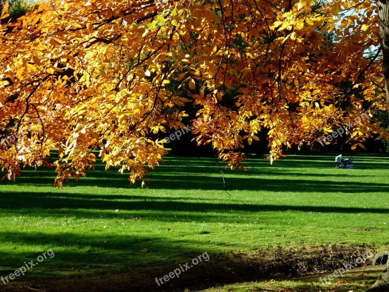 Autumn Autumn Mood Golden Autumn Leaves Landscape