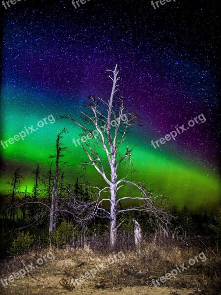 Aurora Northern Lights Sky Borealis Tree