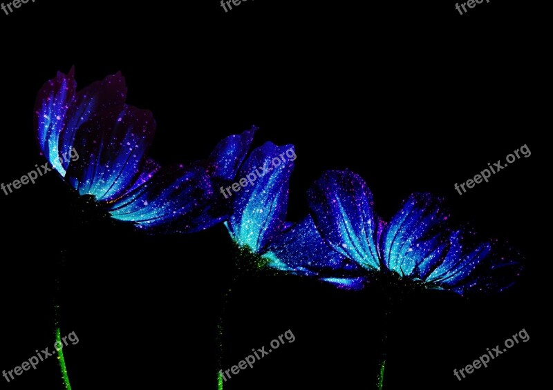 Flowers Japan Flower Synthesis Starry Sky