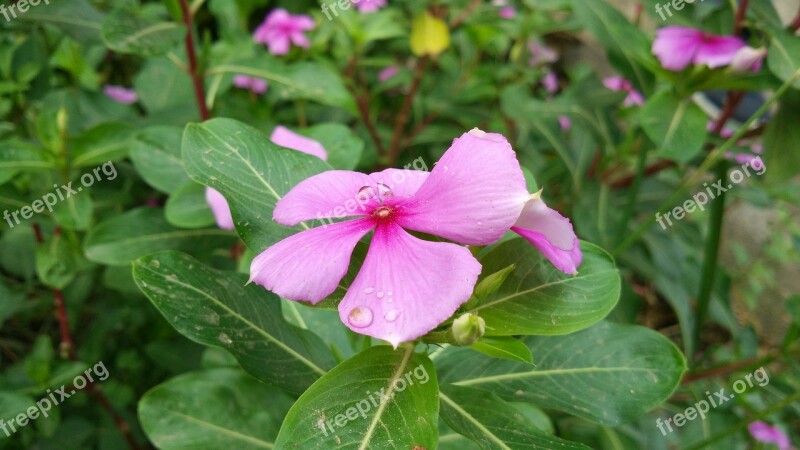 Flower Vietnam Beauty Plant Nature