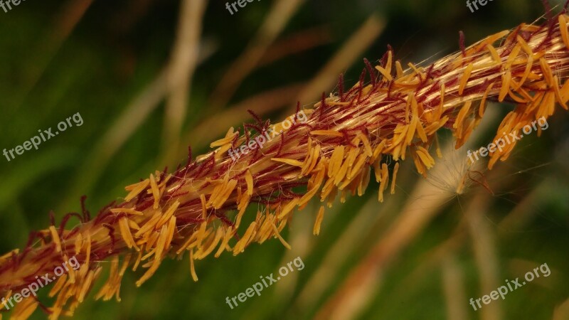 Seeds Flying Seeds Reed Grass Meadow