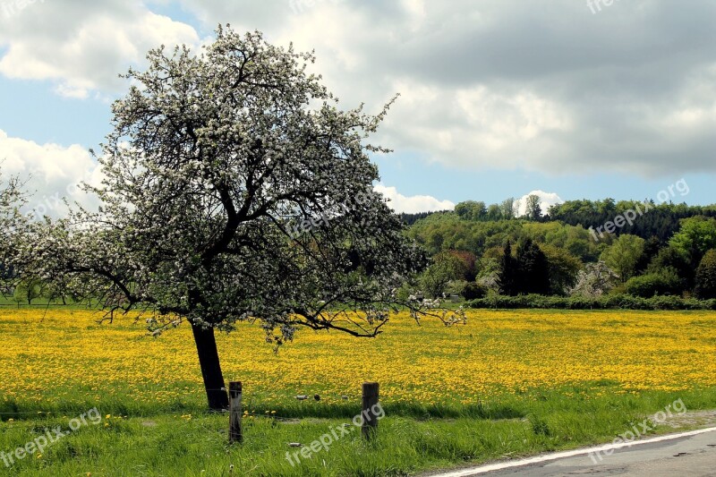 Westerwald Dandelion Meadow Spring Yellow