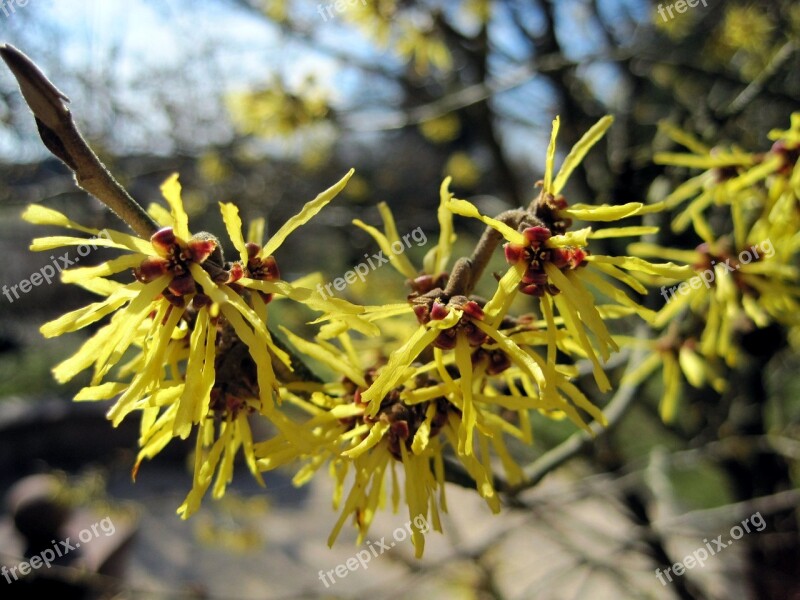 Spring Witch Hazel Blossom Bloom Sunshine