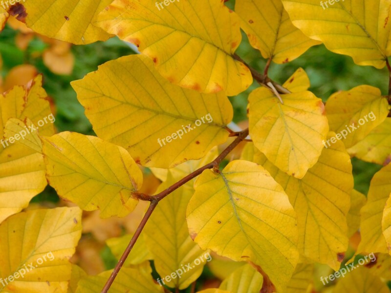 Leaves Yellow Leaves Autumn Colours Fall Colours Free Photos