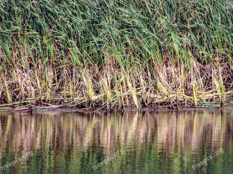 Reed Water Nature Pond Feel Nature