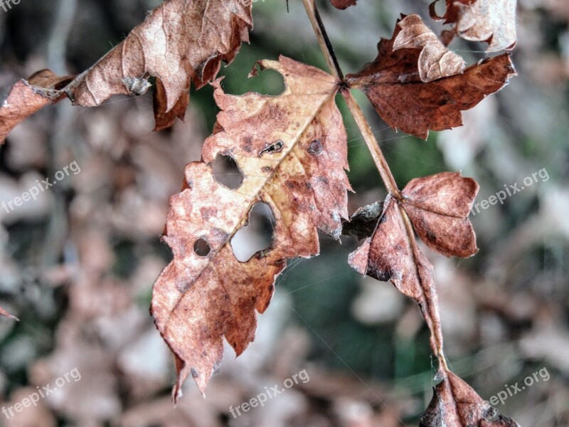 Autumn Dead Plant Leaves Leaf Dry