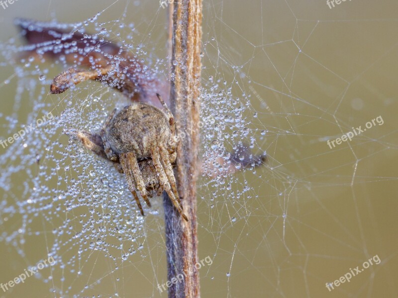 Spider Nature Cobweb Insect Web