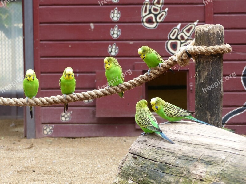 Zoo Magdeburg Australia Budgerigars Bird Colorful