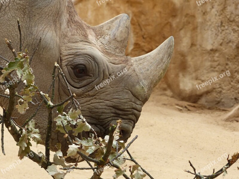 Zoo Magdeburg Makibo Black Rhino Red List Mammal