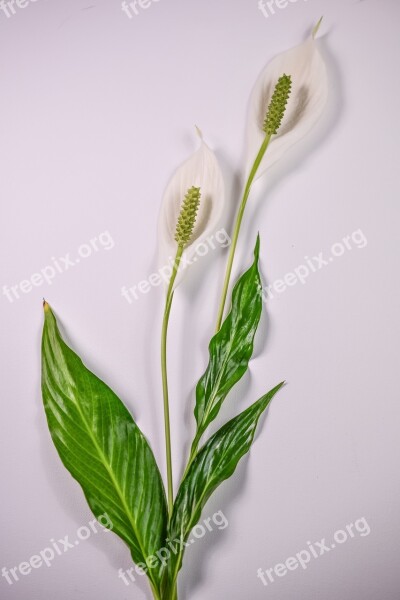 Peace Lily Flower Plant Lily Bloom