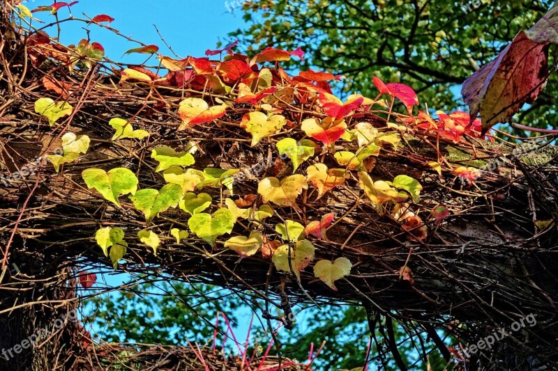 Grapevine Vine Grape Leaves Leaves Frame