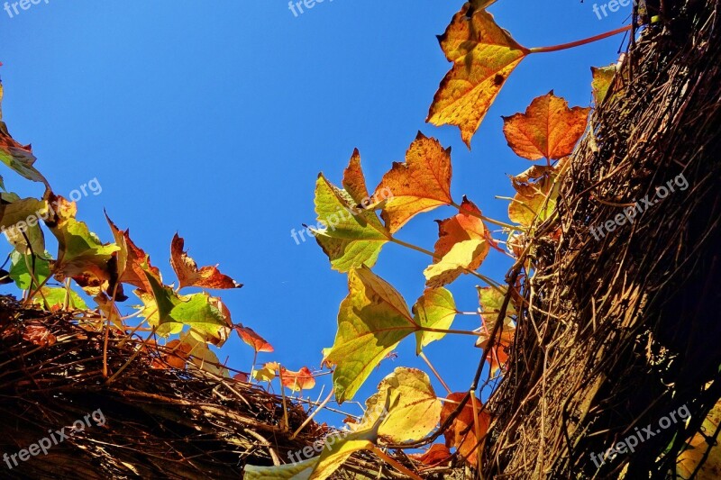 Grapevine Grape Leaves Foliage Autumn Leaves Frame