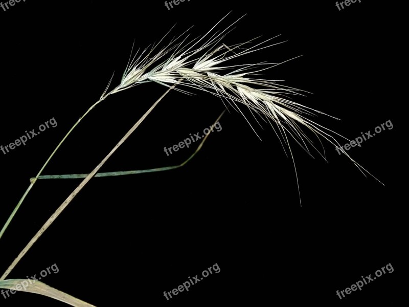 Wild Rye Canadian Grass Native