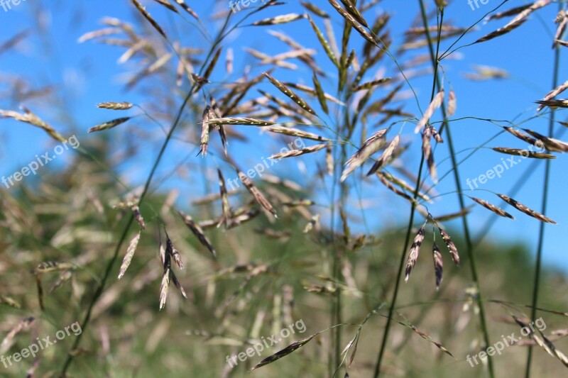 Grass Green Nature High Grass Meadow