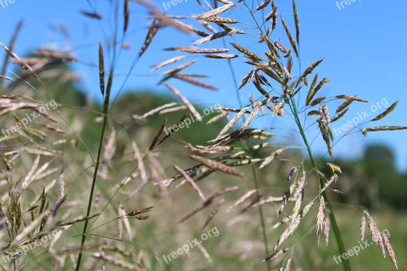 Grass Meadow Green Grass Meadow Landscape