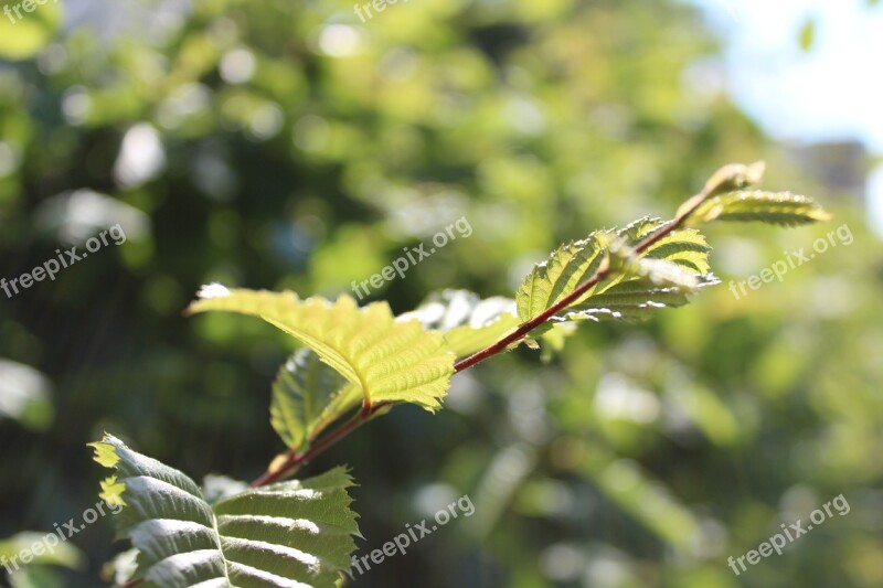 Garden Green Nature Plant Summer