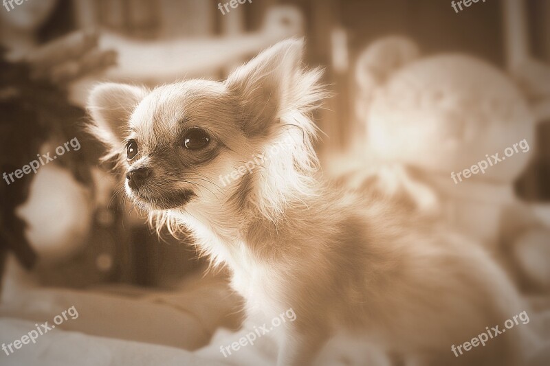 Dog Small Dog Chihuahua Purebred Dog Tongue