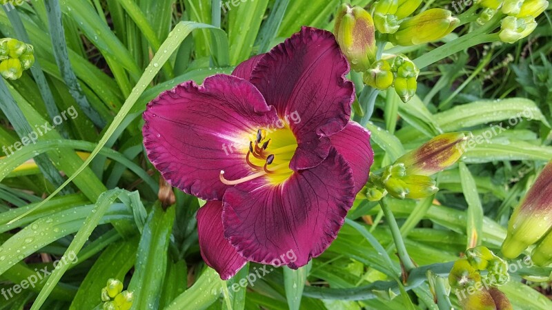 Daylily Flower Garden Free Photos