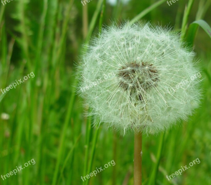 Flower Grass Green Dandelion Spring